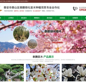 山东造型松种植基地,景观松,泰安造型油松,造型黑松基地,泰安市泰山区泰鹏绿化苗木种植农民专业合作社