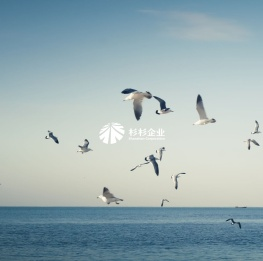 杉杉企业