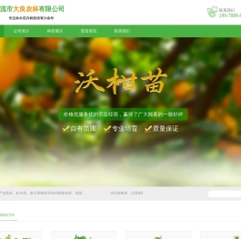 沉香树苗
