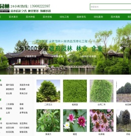 灌木树苗