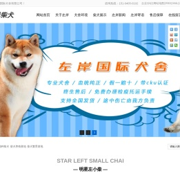日本纯种柴犬