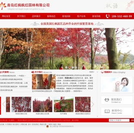 美国红枫