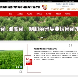 莒南丽博松柏苗木种植专业合作社,黑松苗木,油松苗木,侧柏苗木,柳树苗木,国槐苗木,樱花苗木