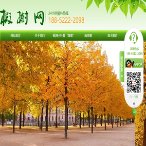 椴树网