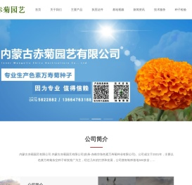 赤峰万寿菊杂交种子（色素）内蒙古赤峰赤菊园艺有限公司