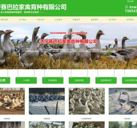 小灰鹅苗