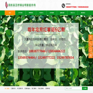 红薯苗