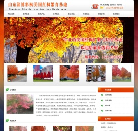 美国红枫,美国红枫扦插苗,美国红枫小苗