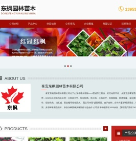 丛生红点红枫,火焰南天竹,紫薇花瓶,红叶南天竹,火焰南天竹价格,泰安东枫园林苗木有限公司