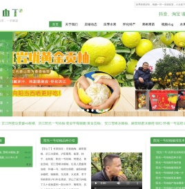 阳光一号桔柚树苗基地批发