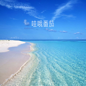 哇哦番茄