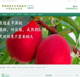 黄桃树苗专业种植基地