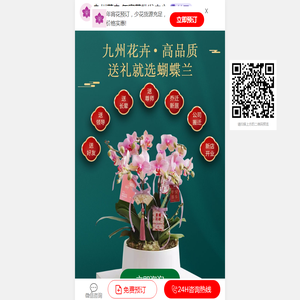 蝴蝶兰批发