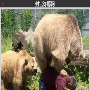 封官许愿网