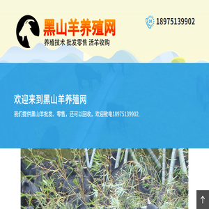 黑山羊价格