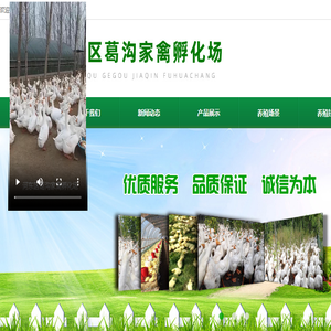 鹅苗孵化厂,临沂鹅苗孵化厂