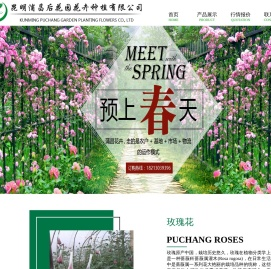 昆明玫瑰花苗
