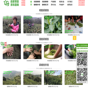 苏州碧螺春_洞庭碧螺春_碧螺春价格_西山碧螺春_正宗碧螺春茶叶