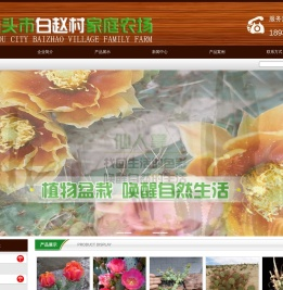 仙人球,仙人掌,晓阳家仙人掌