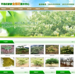 金银花苗