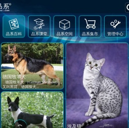 品系