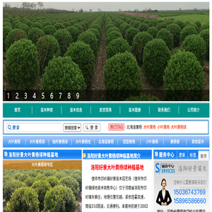 洛阳好景大叶黄杨球种植基地