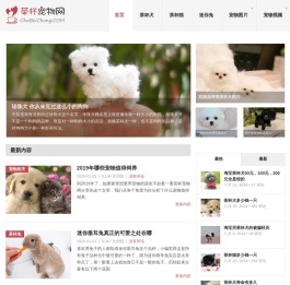 茶杯犬,茶杯猫,小香猪,迷你袖珍泰迪贵宾狗
