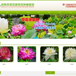 虎林市荷花源荷花种植基地