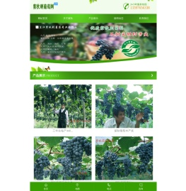 芷江侗族自治县紫秋刺葡萄专业合作社