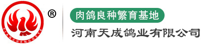 种鸽
