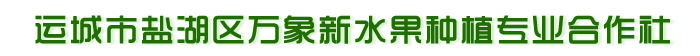 运城市盐湖区万象新水果种植专业合作社