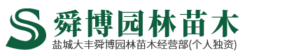 水杉