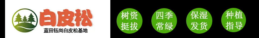 白皮松基地