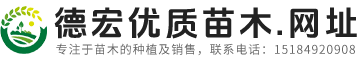 德宏优质苗木