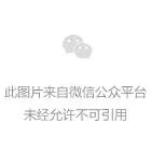 懒猫咪