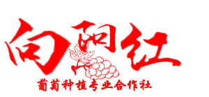 冰葡萄酒,纯正冰葡萄酒,原汁冰葡萄酒,清原满族自治县向阳红葡萄种植专业合作社