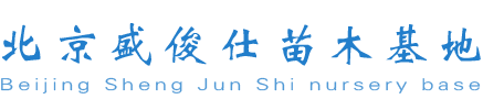 通州苗木苗圃,金叶女贞,小叶黄杨,速生白蜡