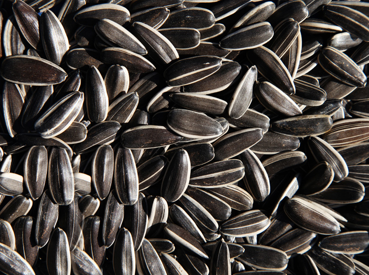 五原县鸿富商贸有限公司