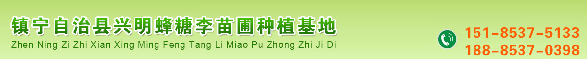 镇宁自治县兴明蜂糖李苗圃种植基地