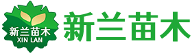 首页
